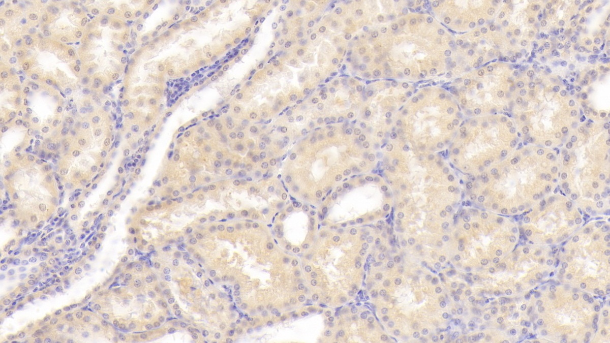 Polyclonal Antibody to Casein Kappa (CSN3)