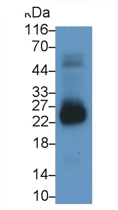 Polyclonal Antibody to Casein Alpha (CSN1)