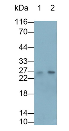 Polyclonal Antibody to Artemin (ARTN)