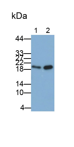 Polyclonal Antibody to Actin Related Protein 2/3 Complex Subunit 4 (ARPC4)