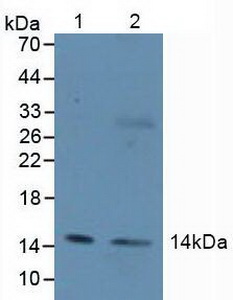 Polyclonal Antibody to H2A Histone Family, Member Z (H2AFZ)