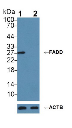 Polyclonal Antibody to Fas Associating Death Domain Containing Protein (FADD)