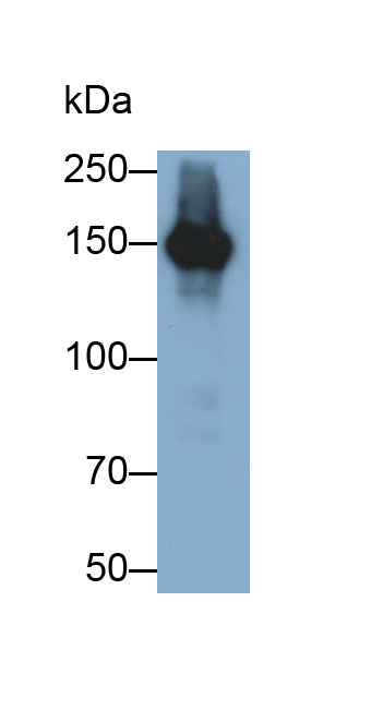 Polyclonal Antibody to DNA Repair Protein RAD50 (RAD50)