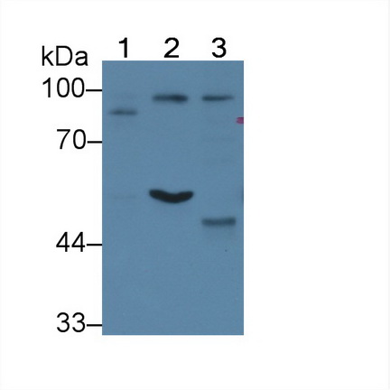 Polyclonal Antibody to WW Domain Containing E3 Ubiquitin Protein Ligase 2 (WWP2)