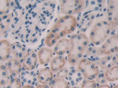 Polyclonal Antibody to Fibroblast Growth Factor 15 (FGF15)