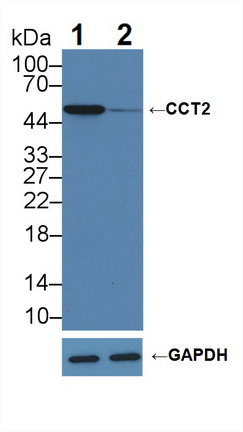Polyclonal Antibody to Chaperonin Containing TCP1, Subunit 2 (CCT2)