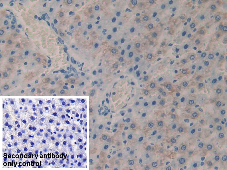 Polyclonal Antibody to CASP8 And FADD Like Apoptosis Regulator (CFLAR)