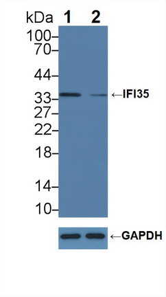 Polyclonal Antibody to Interferon Inducible Protein 35 (IFI35)