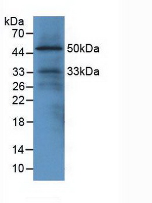 Polyclonal Antibody to EGF Like Domain Protein, Multiple 7 (EGFL7)