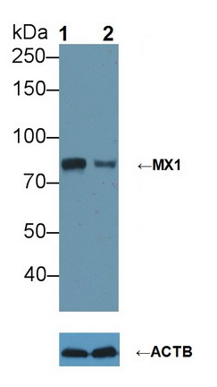Polyclonal Antibody to Myxovirus Resistance 1 (MX1)