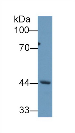 Polyclonal Antibody to REV1 Homolog (REV1)