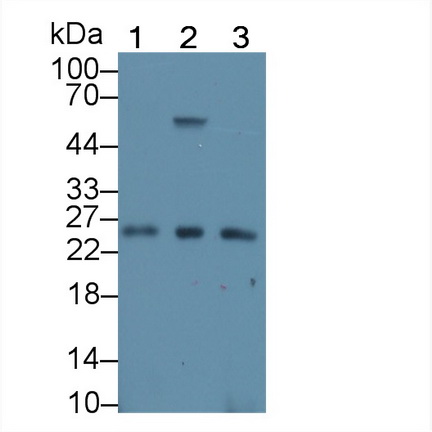 Polyclonal Antibody to RNA Exonuclease 2 Homolog (REXO2)