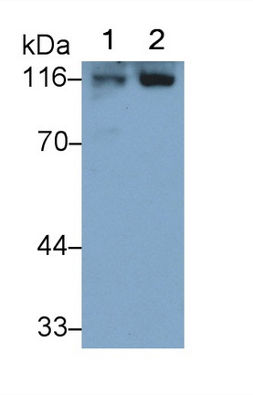 Polyclonal Antibody to Salt Inducible Kinase 2 (SIK2)