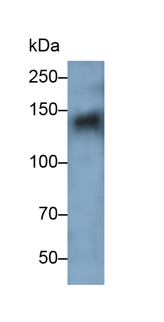 Polyclonal Antibody to SPARC Like Protein 1 (SPARCL1)