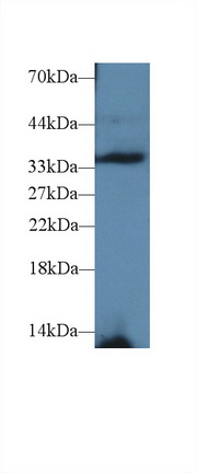 Polyclonal Antibody to TNFRSF1A Associated Via Death Domain Protein (TRADD)