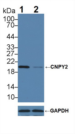 Polyclonal Antibody to Canopy 2 Homolog (CNPY2)