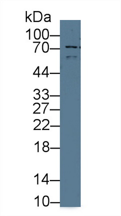 Polyclonal Antibody to Autophagy Related Protein 16 Like Protein 1 (ATG16L1)