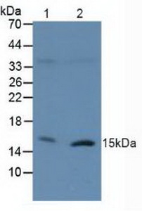 Polyclonal Antibody to H2A Histone Family, Member X (H2AFX)