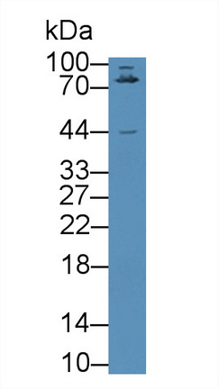 Polyclonal Antibody to Leucine Rich Repeat Containing Protein 32 (LRRC32)