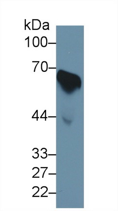 Polyclonal Antibody to Cell Division Cycle Protein 25B (CDC25B)