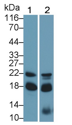 Polyclonal Antibody to Bcl2 Like Protein 11 (BCL2L11)