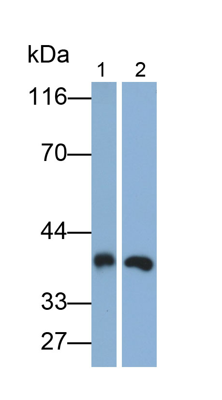 Polyclonal Antibody to CUB And Zona Pellucida Like Domains Protein 1 (CUZD1)