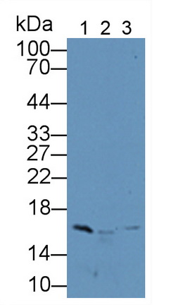 Polyclonal Antibody to H2A Histone Family, Member J (H2AFJ)