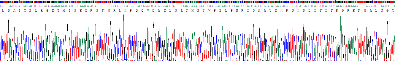 Recombinant Matrix Metalloproteinase 13 (MMP13)