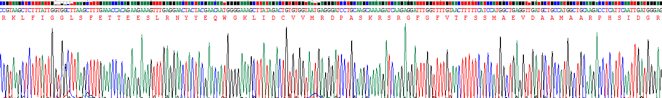 Recombinant Heterogeneous Nuclear Ribonucleoprotein A2/B1 (HNRPA2B1)