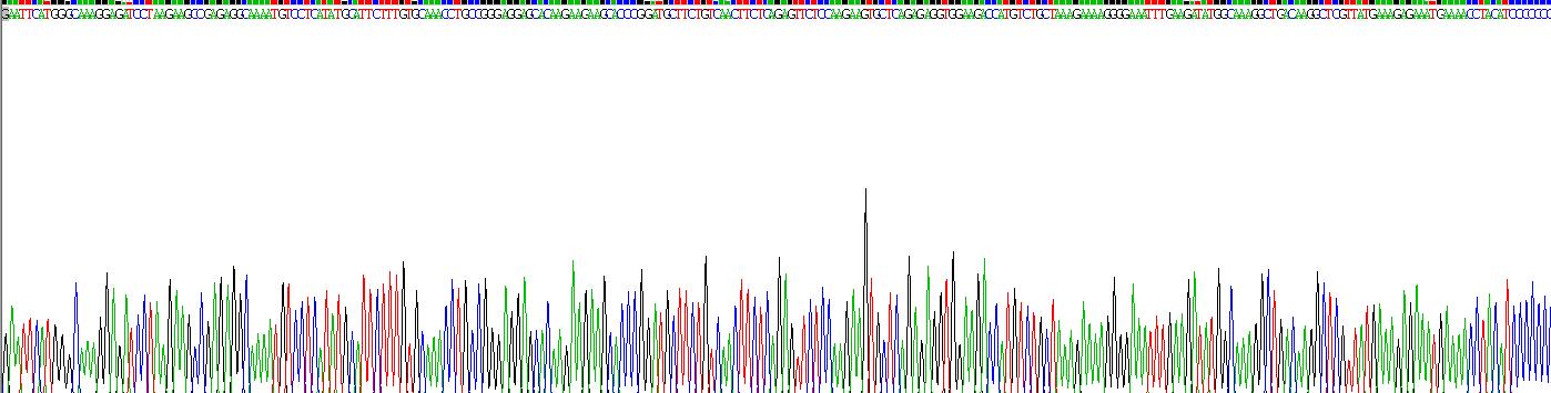 Recombinant High Mobility Group Protein 1 (HMGB1)
