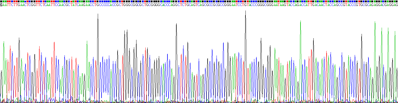 Recombinant Dickkopf Related Protein 1 (DKK1)