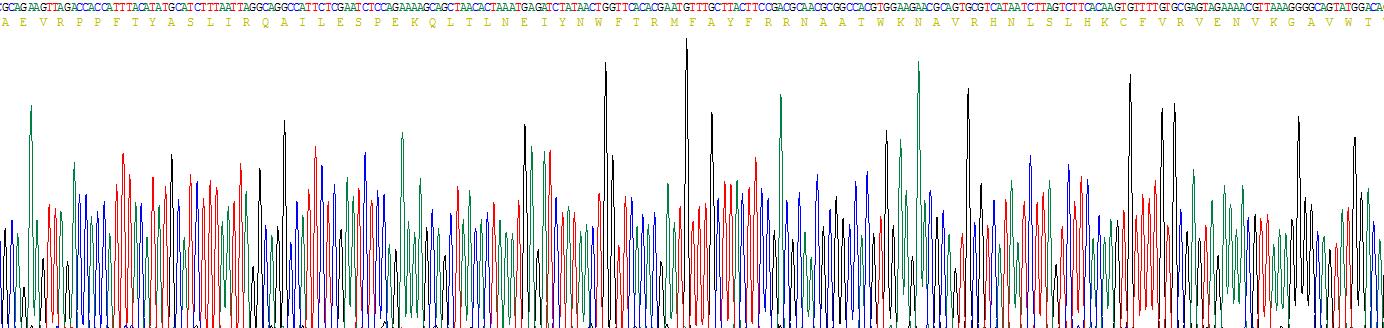 Recombinant Forkhead Box Protein P1 (FOXP1)