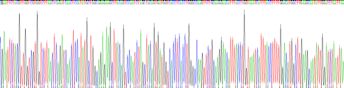 Recombinant Signal Transducer And Activator Of Transcription 4 (STAT4)