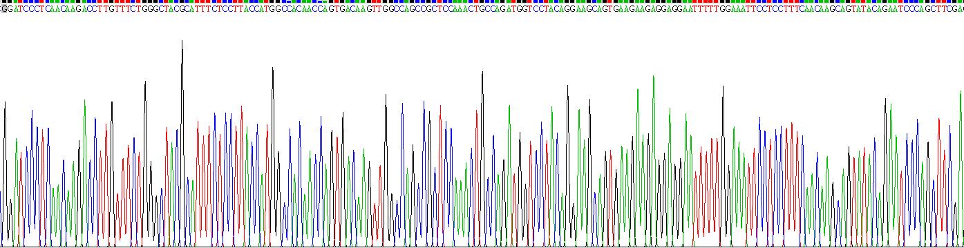 Recombinant Tumor Protein p53 Binding Protein 1 (TP53BP1)