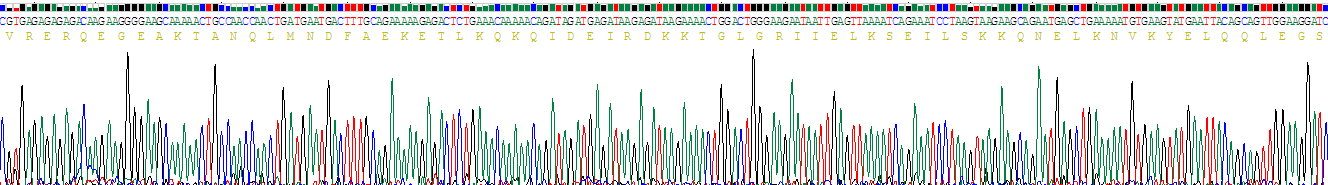 Recombinant DNA Repair Protein RAD50 (RAD50)