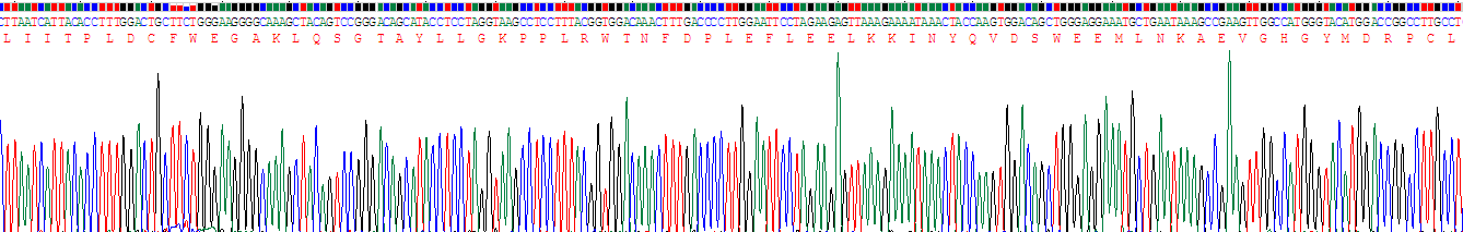 Recombinant Patched Homolog 1 (PTCH1)