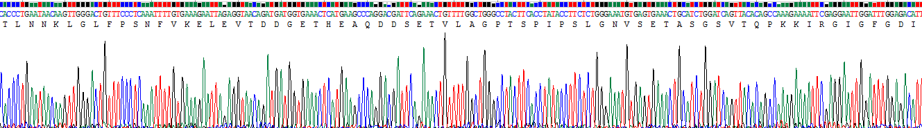 Recombinant CD2 Associated Protein (CD2AP)