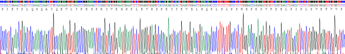 Recombinant RNA Binding Motif Protein 20 (RBM20)