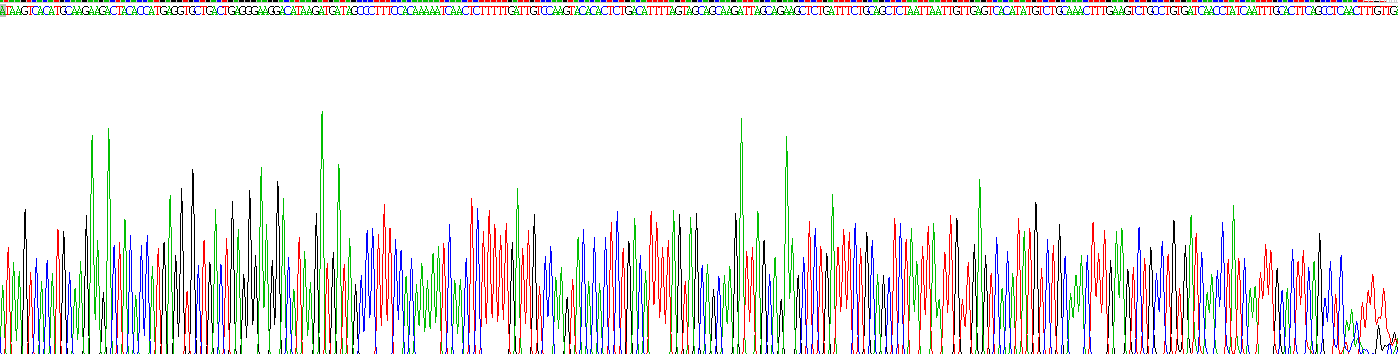 Recombinant Spike Protein (SP)