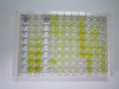 ELISA Kit for Glycoprotein 130 (gp130)