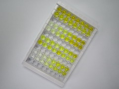 ELISA Kit for C Reactive Protein (CRP)