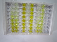 ELISA Kit for Matrix Metalloproteinase 26 (MMP26)