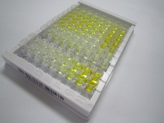 ELISA Kit for Chemokine C-C-Motif Receptor 7 (CCR7)