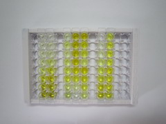 ELISA Kit for Serum Amyloid A2 (SAA2)