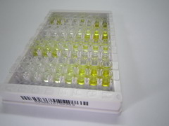 ELISA Kit for High Molecular Weight Kininogen (HMWK)