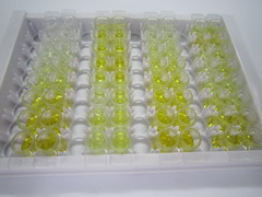 ELISA Kit for Collagen Type XIII (COL13)