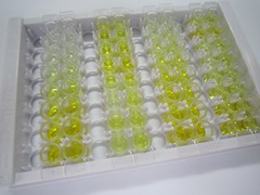 ELISA Kit for Collagen Type IV Alpha 3 (COL4a3)