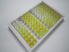 ELISA Kit for E1A Binding Protein P300 (EP300)