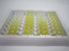 ELISA Kit for Neutrophil Cytosolic Factor 1 (NCF1)