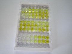 ELISA Kit for Carcinoembryonic Antigen Related Cell Adhesion Molecule 8 (CEACAM8)